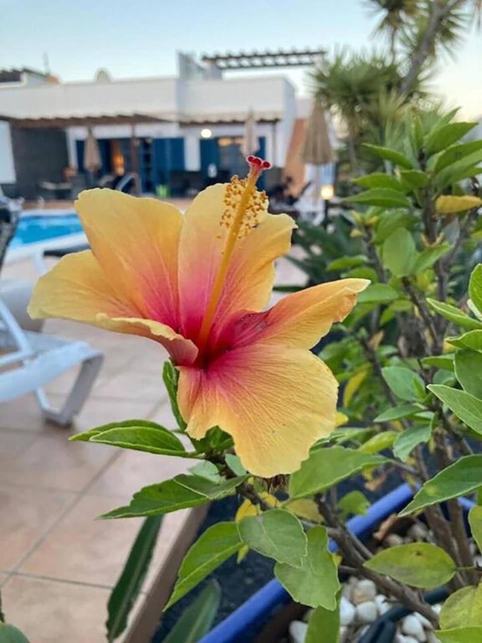 "Our Soleada" Villa Cosy And Flowery, Heated Pool Playa Blanca  Zewnętrze zdjęcie